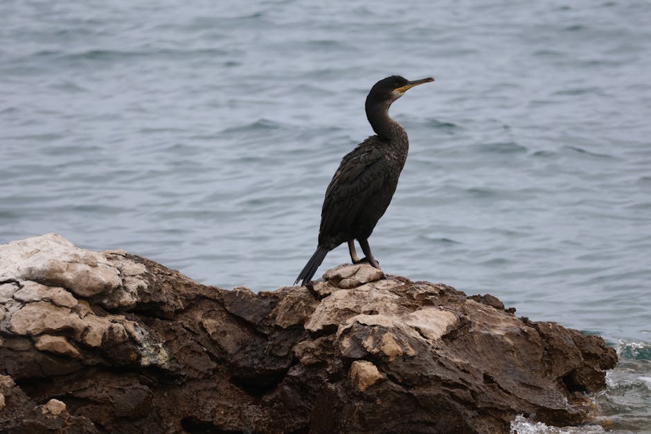 A black cormorant stands on a rocky shore with the ocean in the background.
