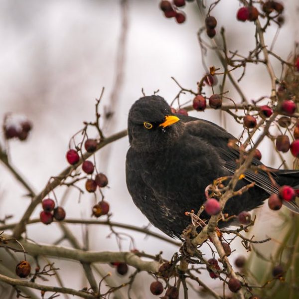 A black bird with a yellow beak perched on a branch surrounded by small red berries, with a blurred background.