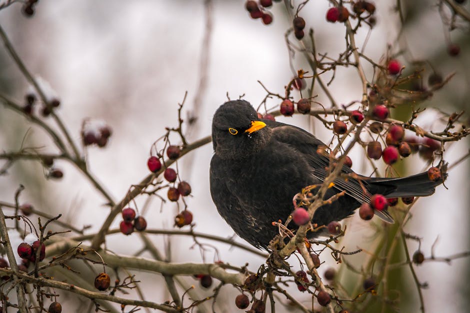 A black bird with a yellow beak perched on a branch surrounded by small red berries, with a blurred background.