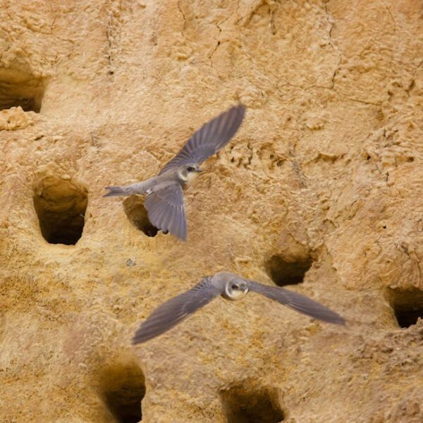Two small birds with outstretched wings fly in front of a sandy cliff face with multiple small holes.