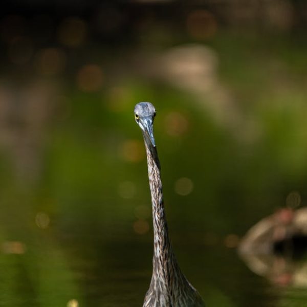 A long-necked bird standing in shallow water with a blurred green and brown background.
