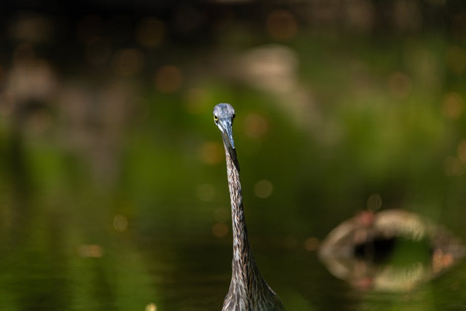 A long-necked bird standing in shallow water with a blurred green and brown background.