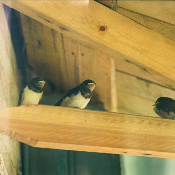 Three small birds are perched on a wooden beam under a roof structure made of light-colored wood.