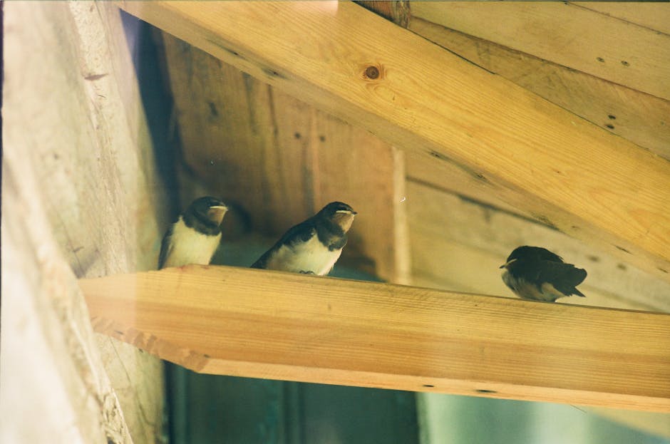 Three small birds are perched on a wooden beam under a roof structure made of light-colored wood.