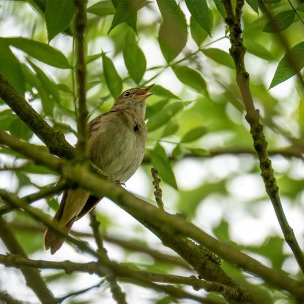 A small bird perches on a tree branch surrounded by green leaves, with its beak open as if singing or calling.