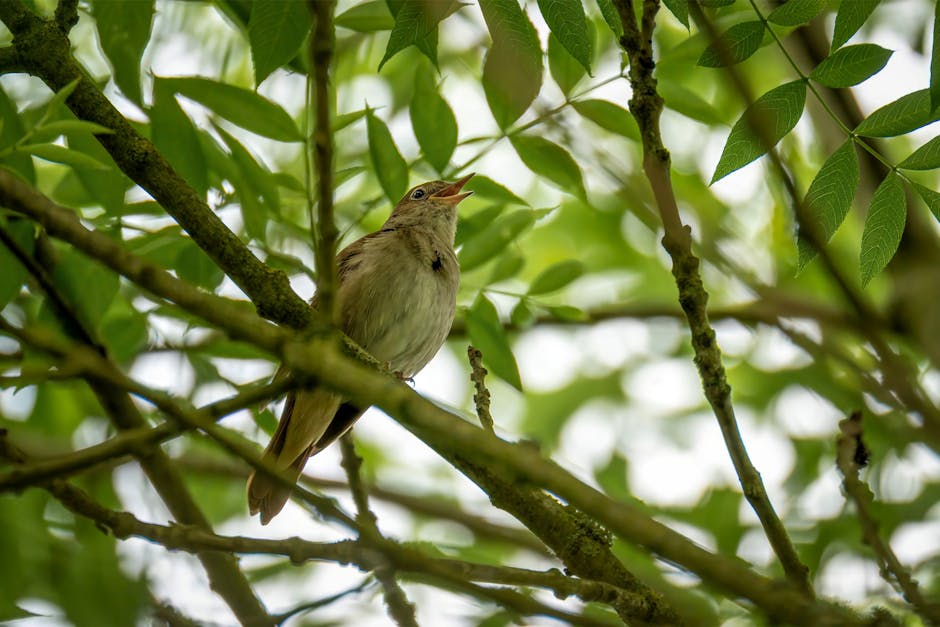 A small bird perches on a tree branch surrounded by green leaves, with its beak open as if singing or calling.