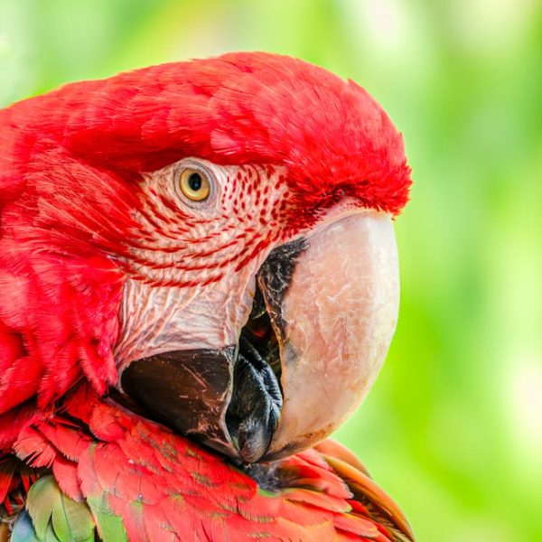 Close-up of a red and green macaw parrot with bright red feathers, yellow eye, and large curved beak against a blurred green background.