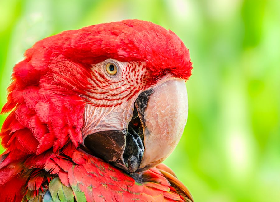 Close-up of a red and green macaw parrot with bright red feathers, yellow eye, and large curved beak against a blurred green background.