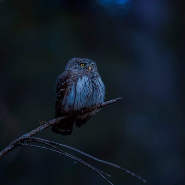 A small owl with yellow eyes perched on a thin branch in a dark, dimly lit environment.