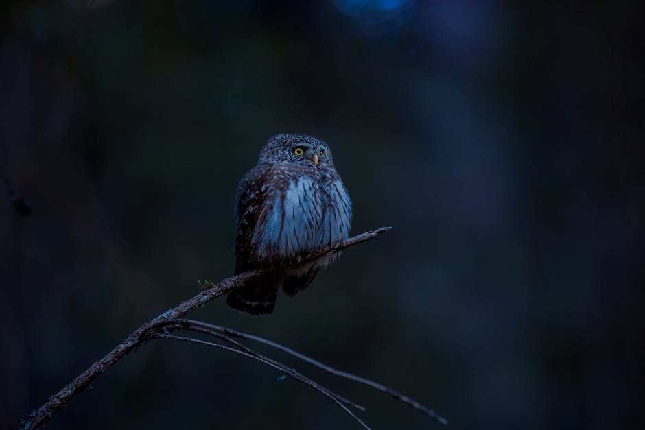 A small owl with yellow eyes perched on a thin branch in a dark, dimly lit environment.