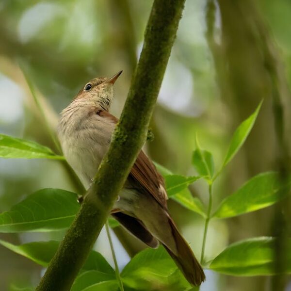 A small brown and white bird perches on a tree branch surrounded by green leaves in a forest setting.