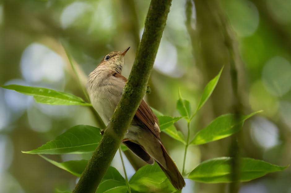 A small brown and white bird perches on a tree branch surrounded by green leaves in a forest setting.