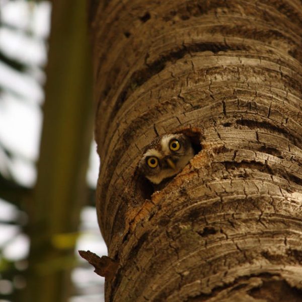An owl peeks out from a hole in a tree trunk, with its face visible and eyes wide open. Branches and leaves are blurred in the background.