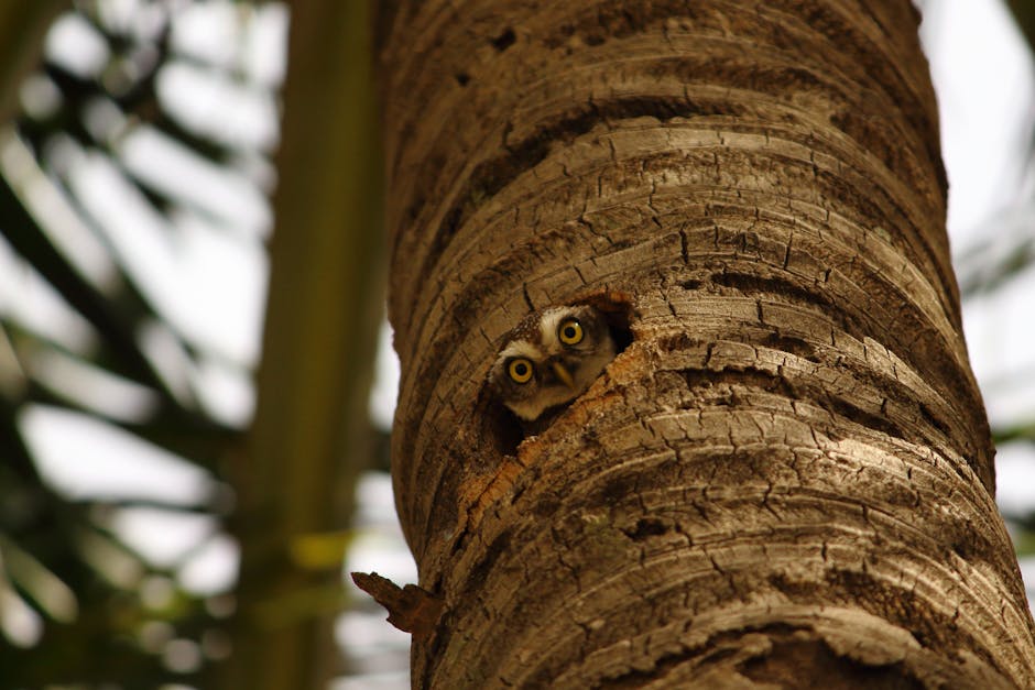 An owl peeks out from a hole in a tree trunk, with its face visible and eyes wide open. Branches and leaves are blurred in the background.