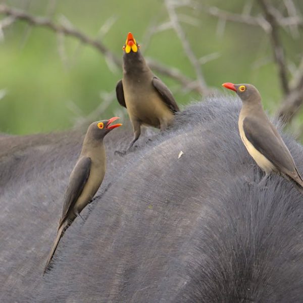 Three red-billed oxpeckers perch on the back of a large mammal, likely a buffalo, with green foliage in the blurred background.