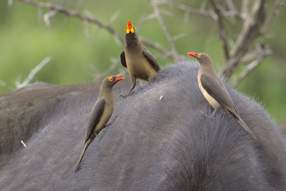 Three red-billed oxpeckers perch on the back of a large mammal, likely a buffalo, with green foliage in the blurred background.