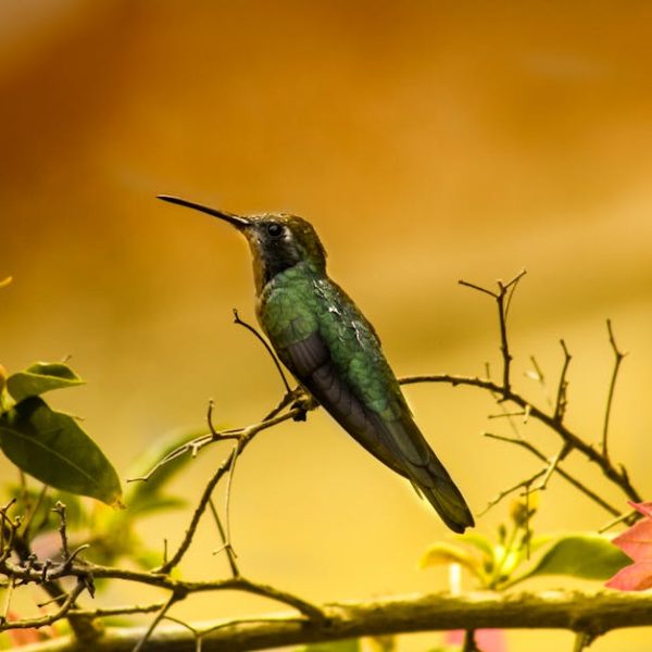 A green hummingbird perched on a thin branch, surrounded by leaves and pink flowers, with a blurred yellow background.