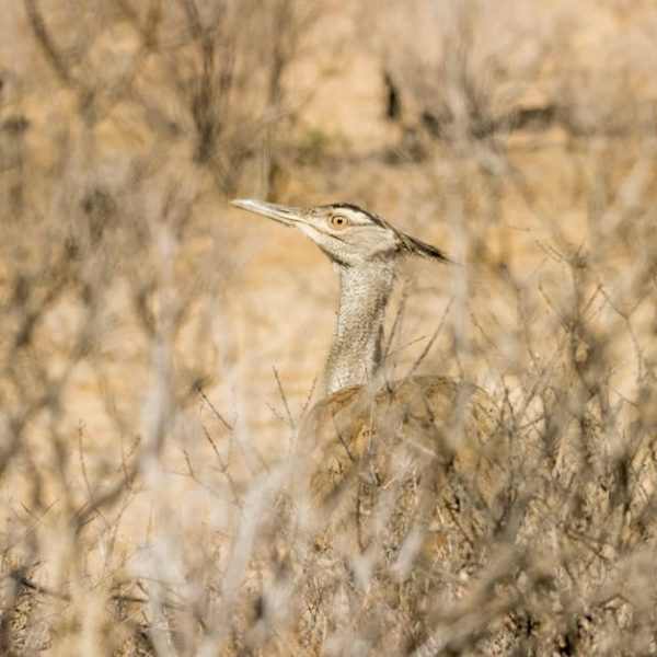 A large brown bird stands among dry, sparse bushes in a sandy, arid landscape.