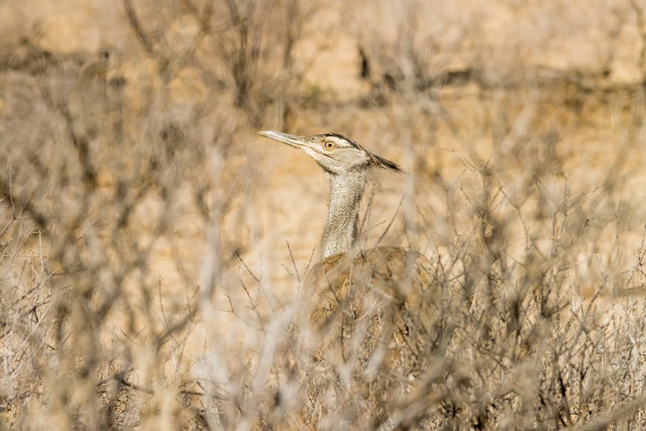 A large brown bird stands among dry, sparse bushes in a sandy, arid landscape.