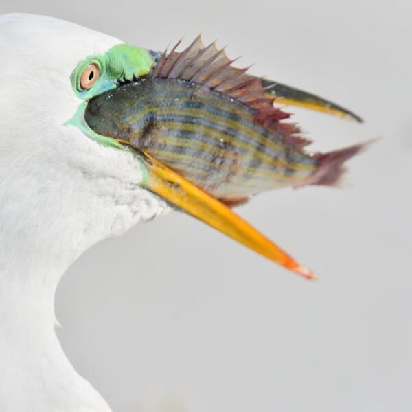 What Birds Look Like Without Feathers: An Eye-Opening Insight