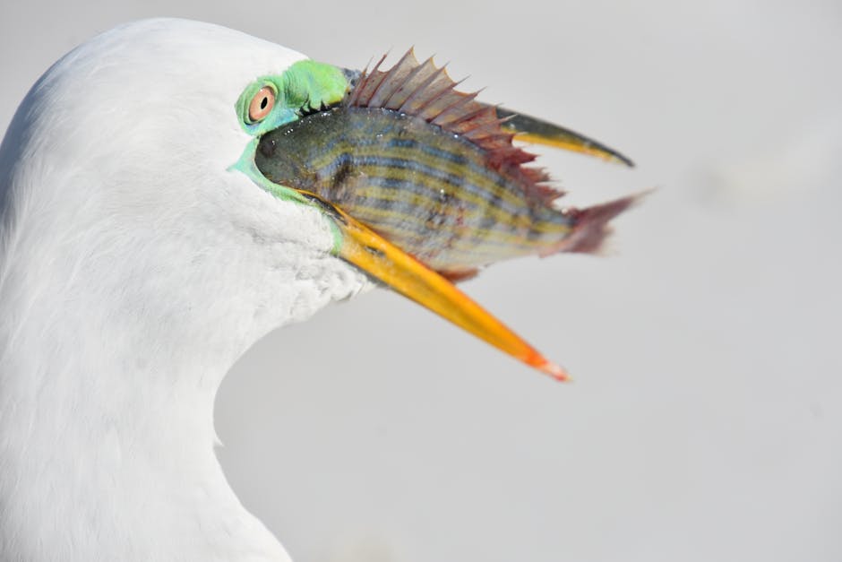 A white bird with an orange beak holds a striped fish in its mouth against a plain background.
