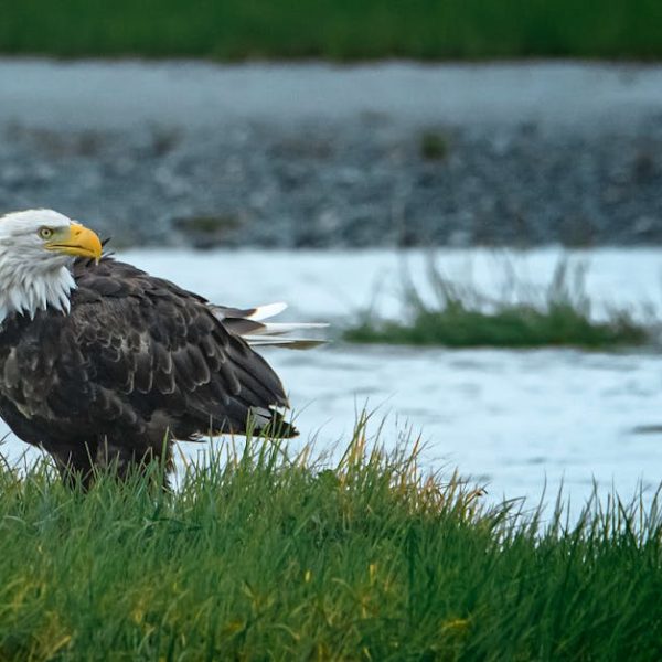 A bald eagle stands on green grass near a body of water, with its head turned to the side.