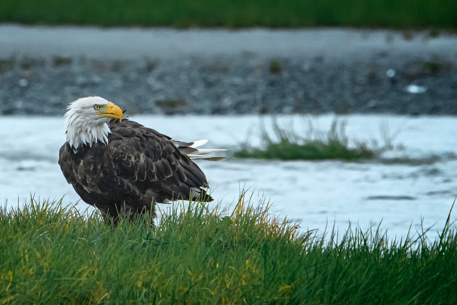A bald eagle stands on green grass near a body of water, with its head turned to the side.