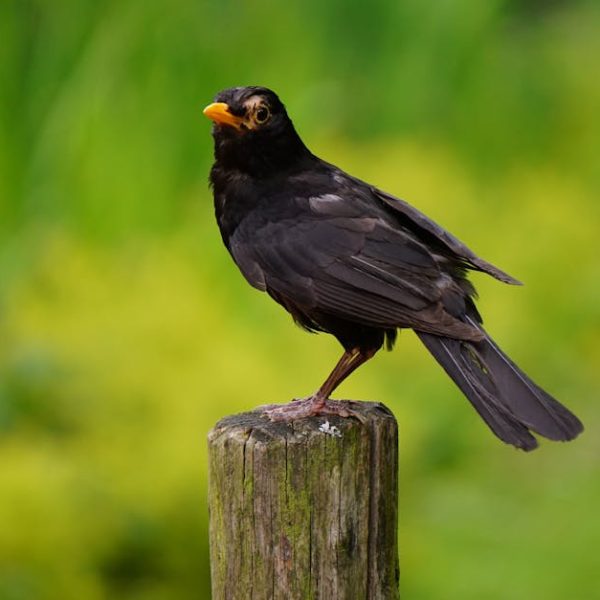 A black bird with a yellow beak is perched on a wooden post, with a blurred green background.