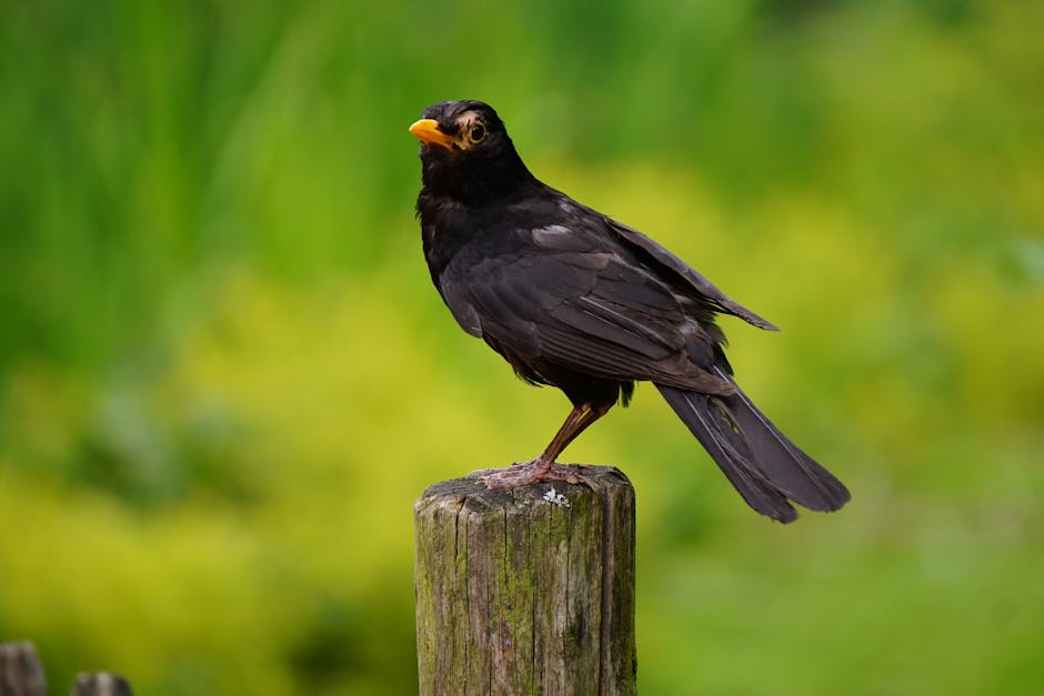 A black bird with a yellow beak is perched on a wooden post, with a blurred green background.