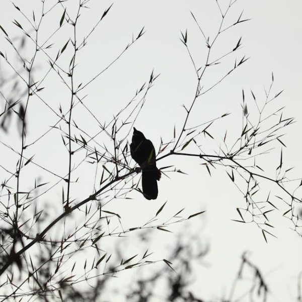 A bird is perched on thin, leafless branches silhouetted against a light, overcast sky.