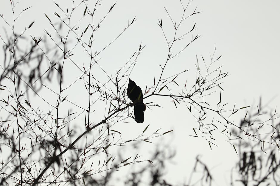 A bird is perched on thin, leafless branches silhouetted against a light, overcast sky.