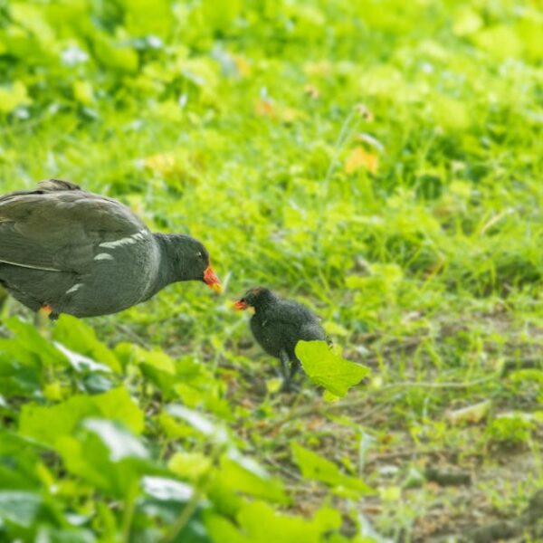 An adult bird is feeding a chick on a grassy ground surrounded by green leaves.