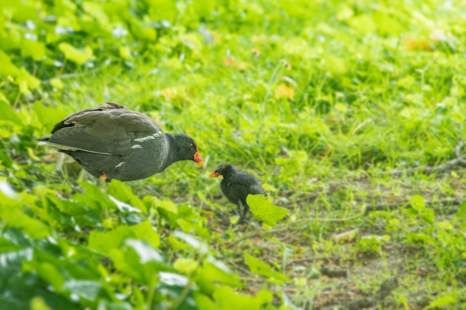 An adult bird is feeding a chick on a grassy ground surrounded by green leaves.