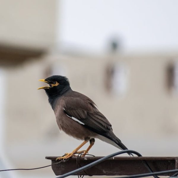 A common myna bird with yellow beak and legs perches on a metal surface, its beak open as if calling, against a blurred background.