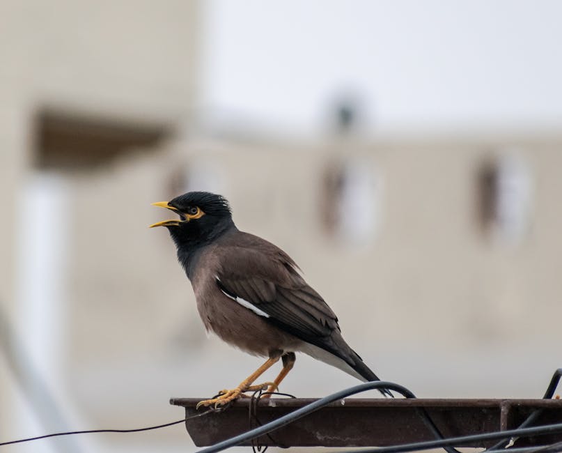 A common myna bird with yellow beak and legs perches on a metal surface, its beak open as if calling, against a blurred background.