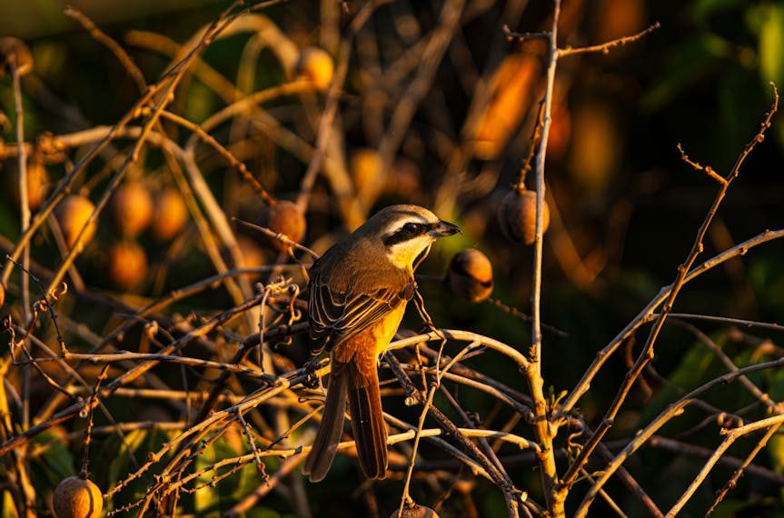 A small brown bird with a black and white face pattern is perched on thin, leafless branches among round, brown fruits in sunlight.
