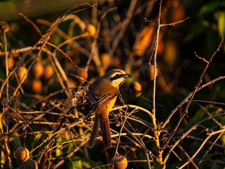 A small brown bird with a black and white face pattern is perched on thin, leafless branches among round, brown fruits in sunlight.