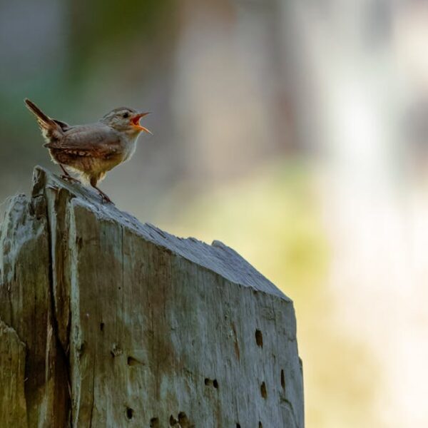 A small brown bird with an open beak is perched on top of a weathered wooden post against a blurred natural background.