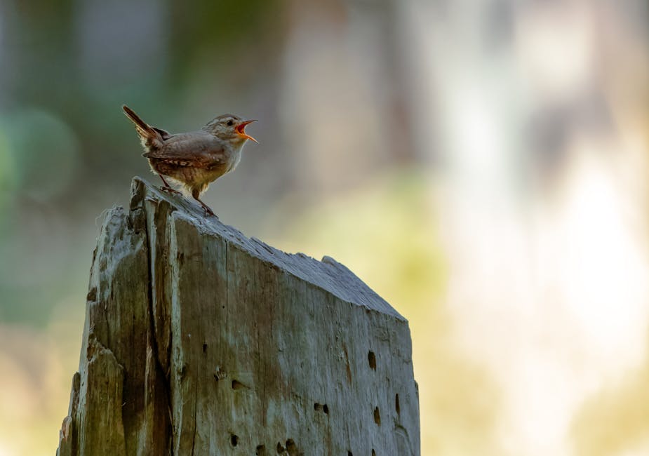 A small brown bird with an open beak is perched on top of a weathered wooden post against a blurred natural background.
