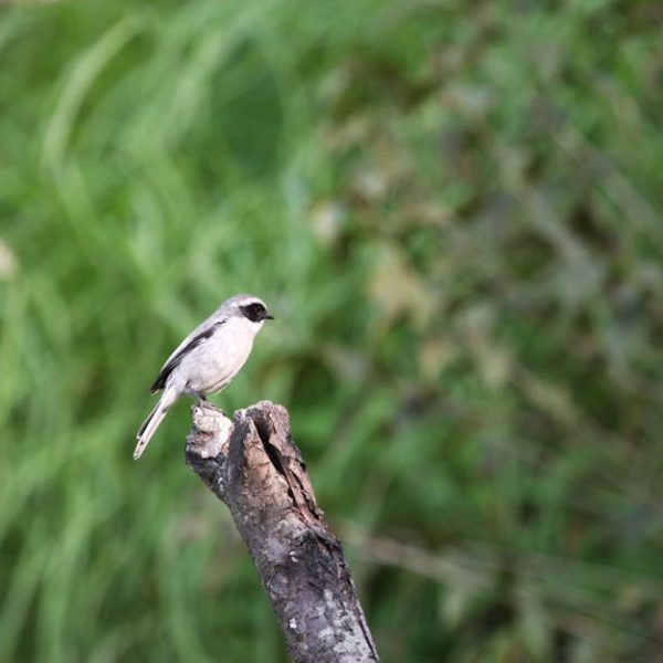 A small black and white bird is perched on the end of a broken tree branch, with a blurred green background.
