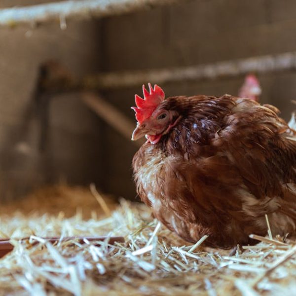 A brown chicken with a red comb is sitting on straw inside a coop, with a shallow dish nearby and another chicken partially visible in the background.