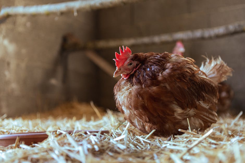 A brown chicken with a red comb is sitting on straw inside a coop, with a shallow dish nearby and another chicken partially visible in the background.