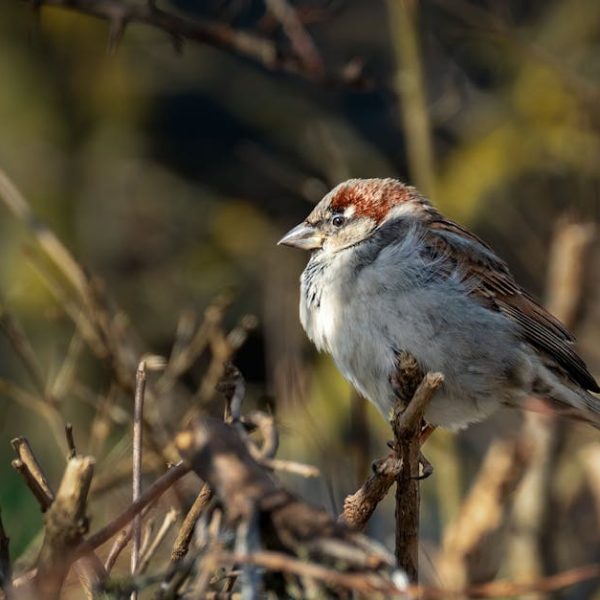 A small brown and gray bird perches on a branch among dry twigs, with a blurred natural background.