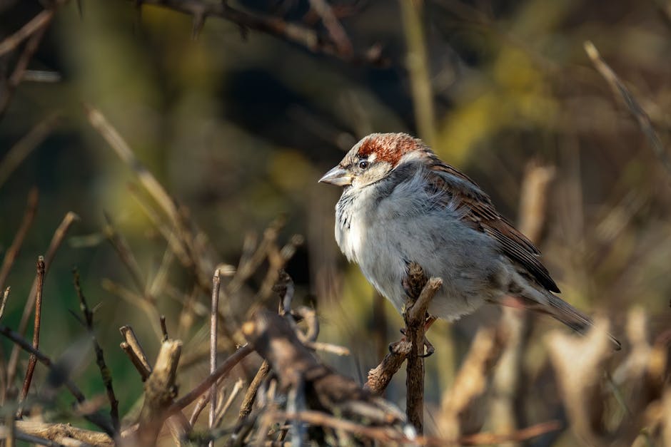 A small brown and gray bird perches on a branch among dry twigs, with a blurred natural background.