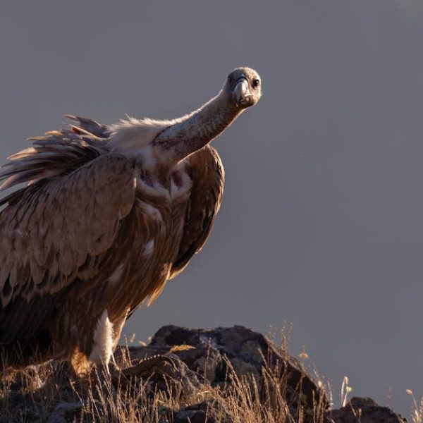 A vulture stands on rocky ground with its wings slightly spread, looking directly at the camera against a neutral background.