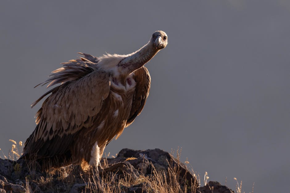 A vulture stands on rocky ground with its wings slightly spread, looking directly at the camera against a neutral background.