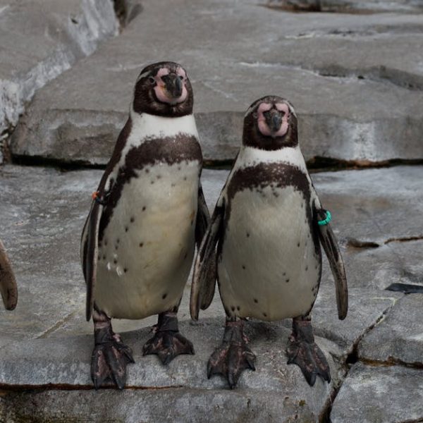 Several penguins with dark brown and white markings stand on gray stone surfaces, with two penguins in the center facing forward.