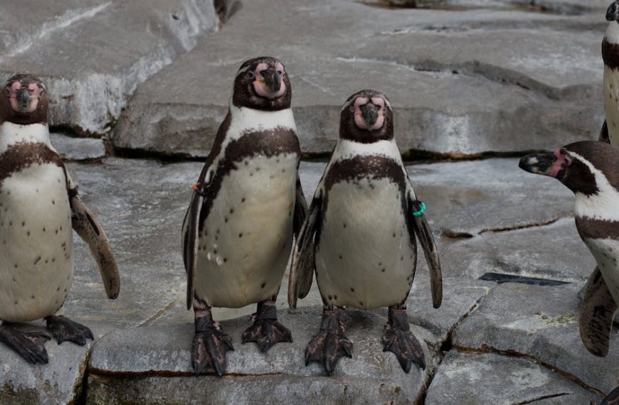 Several penguins with dark brown and white markings stand on gray stone surfaces, with two penguins in the center facing forward.