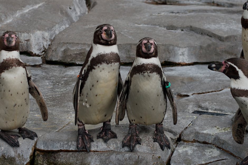 Several penguins with dark brown and white markings stand on gray stone surfaces, with two penguins in the center facing forward.