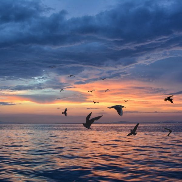 Seagulls fly over calm ocean water at sunset, with colorful clouds and a distant shoreline visible in the background.